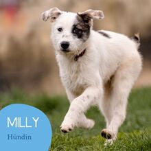 MILLY, Hund, Mischlingshund in Rumänien - Bild 1