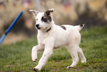 MILLY, Hund, Mischlingshund in Rumänien - Bild 2