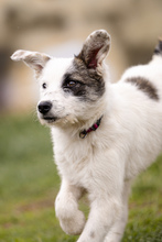 MILLY, Hund, Mischlingshund in Rumänien - Bild 3