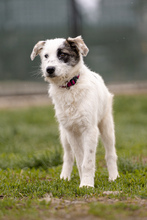 MILLY, Hund, Mischlingshund in Rumänien - Bild 4
