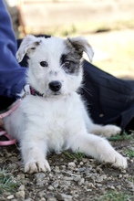 MILLY, Hund, Mischlingshund in Rumänien - Bild 5