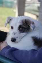 MILLY, Hund, Mischlingshund in Rumänien - Bild 6