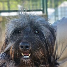 LEILA, Hund, Mischlingshund in Ungarn - Bild 1