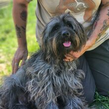 LEILA, Hund, Mischlingshund in Ungarn - Bild 2