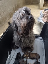 LEILA, Hund, Mischlingshund in Ungarn - Bild 3