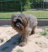 LEILA, Hund, Mischlingshund in Ungarn - Bild 4