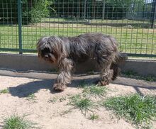 LEILA, Hund, Mischlingshund in Ungarn - Bild 5