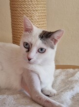 PINKY, Katze, Siam-Mix in Riedenburg