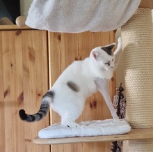 PINKY, Katze, Siam-Mix in Riedenburg - Bild 2