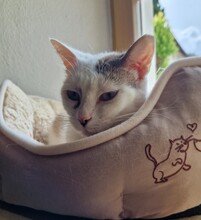 PINKY, Katze, Siam-Mix in Riedenburg - Bild 3