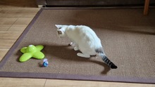PINKY, Katze, Siam-Mix in Riedenburg - Bild 4