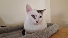 PINKY, Katze, Siam-Mix in Riedenburg - Bild 5