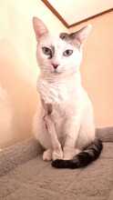 PINKY, Katze, Siam-Mix in Riedenburg - Bild 6