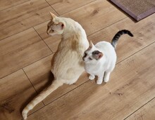 PINKY, Katze, Siam-Mix in Riedenburg - Bild 7