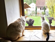 PINKY, Katze, Siam-Mix in Riedenburg - Bild 8