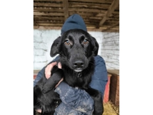 NICI, Hund, Mischlingshund in Rumänien - Bild 1