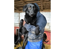 NICI, Hund, Mischlingshund in Rumänien - Bild 2