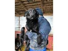 NICI, Hund, Mischlingshund in Rumänien - Bild 3