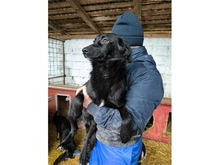 NICI, Hund, Mischlingshund in Rumänien - Bild 4