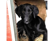 PAULINCHEN, Hund, Mischlingshund in Rumänien