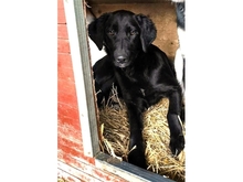 PAULINCHEN, Hund, Mischlingshund in Rumänien - Bild 2