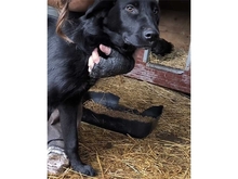 PAULINCHEN, Hund, Mischlingshund in Rumänien - Bild 3
