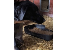 PAULINCHEN, Hund, Mischlingshund in Rumänien - Bild 4