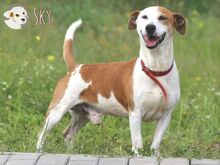 SKY, Hund, Podenco Maneto-Mix in Portugal - Bild 1