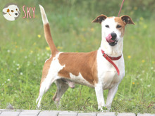 SKY, Hund, Podenco Maneto-Mix in Portugal - Bild 2