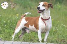 SKY, Hund, Podenco Maneto-Mix in Portugal - Bild 3