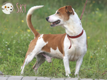 SKY, Hund, Podenco Maneto-Mix in Portugal - Bild 4