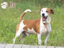 SKY, Hund, Podenco Maneto-Mix in Portugal - Bild 5