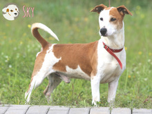 SKY, Hund, Podenco Maneto-Mix in Portugal - Bild 6