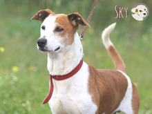 SKY, Hund, Podenco Maneto-Mix in Portugal - Bild 7