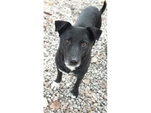 WATSON, Hund, Affenpinscher in Rumänien