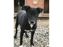 WATSON, Hund, Affenpinscher in Rumänien - Bild 2