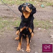 JACK, Hund, Mischlingshund in Rumänien - Bild 2