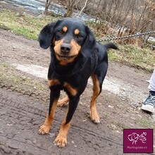 JACK, Hund, Mischlingshund in Rumänien - Bild 3