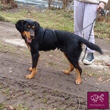 JACK, Hund, Mischlingshund in Rumänien - Bild 4