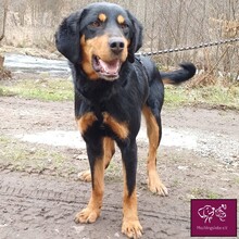 JACK, Hund, Mischlingshund in Rumänien - Bild 5