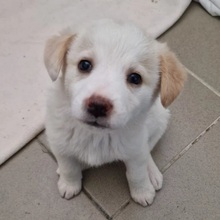 NANNI, Hund, Mischlingshund in Rumänien - Bild 3