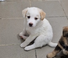 NANNI, Hund, Mischlingshund in Rumänien - Bild 4