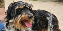 PACCO, Hund, Griffon-Mix in Italien - Bild 1