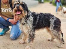 PACCO, Hund, Griffon-Mix in Italien - Bild 2