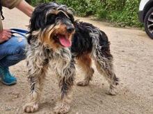 PACCO, Hund, Griffon-Mix in Italien - Bild 3