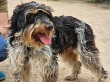 PACCO, Hund, Griffon-Mix in Italien - Bild 4