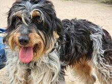 PACCO, Hund, Griffon-Mix in Italien - Bild 5