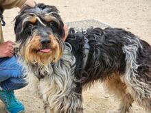 PACCO, Hund, Griffon-Mix in Italien - Bild 6