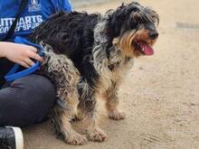 PACCO, Hund, Griffon-Mix in Italien - Bild 7