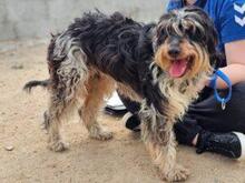 PACCO, Hund, Griffon-Mix in Italien - Bild 8